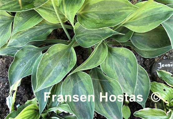 Hosta Pamela Lee